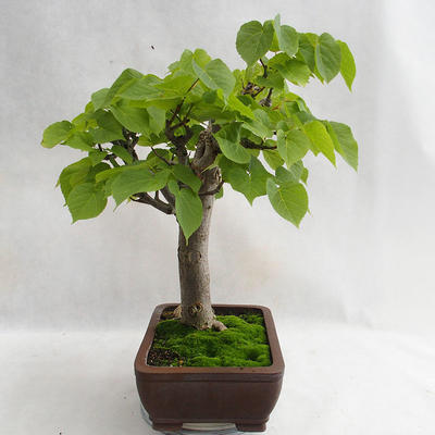 Venkovní bonsai - Lípa srdčitá - Tilia cordata 404-VB2019-26718 - 2