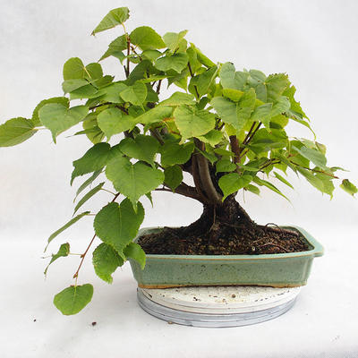 Venkovní bonsai - Lípa srdčitá - Tilia cordata 404-VB2019-26719 - 2