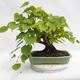 Venkovní bonsai - Lípa srdčitá - Tilia cordata 404-VB2019-26719 - 2/5