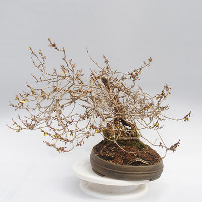 Venkovní bonsai - Zlatice - Forsythia intermedia maluch - 2