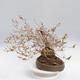Vonkajší bonsai - Zlatice - Forsythia intermedia maluch - 2/5