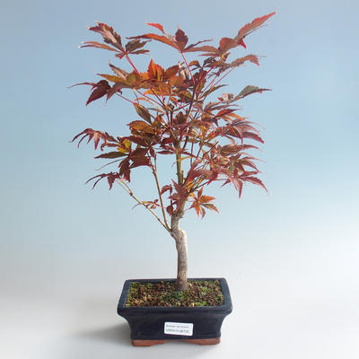Venkovní bonsai - Acer palm. Atropurpureum-Javor dlanitolistý červený 408-VB2019-26722 - 2