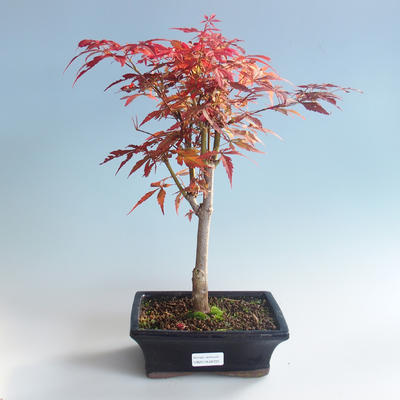 Venkovní bonsai - Acer palm. Atropurpureum-Javor dlanitolistý červený 408-VB2019-26725 - 2