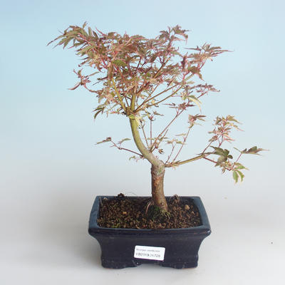 Venkovní bonsai -Javor dlanitolistý Acer palmatum Butterfly 408-VB2019-26728 - 2