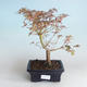 Venkovní bonsai -Javor dlanitolistý Acer palmatum Butterfly 408-VB2019-26728 - 2/2