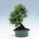 Pokojová bonsai-Pinus halepensis-Borovice alepská - 2/4