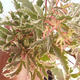 Venkovní bonsai -Javor dlanitolistý Acer palmatum Butterfly 408-VB2019-26730 - 2/2
