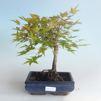 Venkovní bonsai - Acer palmatum Beni Tsucasa - Javor dlanitolistý 408-VB2019-26736 - 2