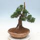 Venkovní bonsai - Juniperus chinensis -Jalovec čínský - 2/6