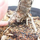 Venkovní bonsai -Modřín opadavý - Larix decidua - 2/6