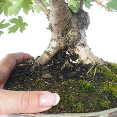 Venkovní bonsai-Acer campestre-Javor babyka 408-VB2019-26807 - 2