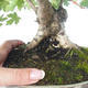 Venkovní bonsai-Acer campestre-Javor babyka 408-VB2019-26807 - 2/5