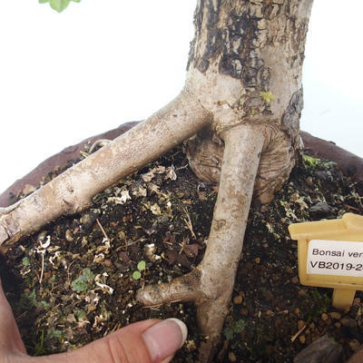 Venkovní bonsai-Acer campestre-Javor babyka 408-VB2019-26808 - 2