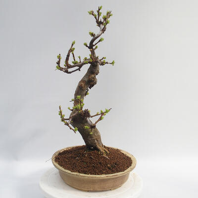 Venkovní  bonsai -  Pseudocydonia sinensis - Kdouloň čínská - 2