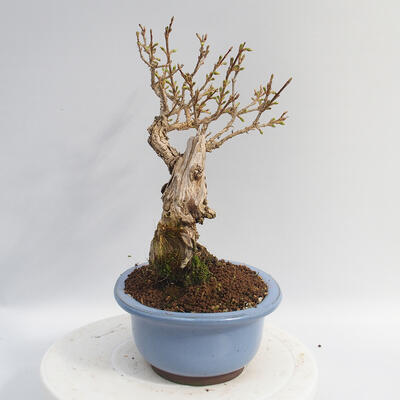 Venkovní bonsai - Zlatice - Forsythia intermedia Week End - 2