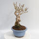 Venkovní bonsai - Zlatice - Forsythia intermedia Week End - 2/5