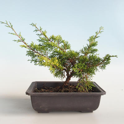 Venkovní bonsai - Juniperus chinensis Itoigava-Jalovec čínský VB2019-26888 - 2