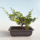 Venkovní bonsai - Juniperus chinensis Itoigava-Jalovec čínský VB2019-26888 - 2/3