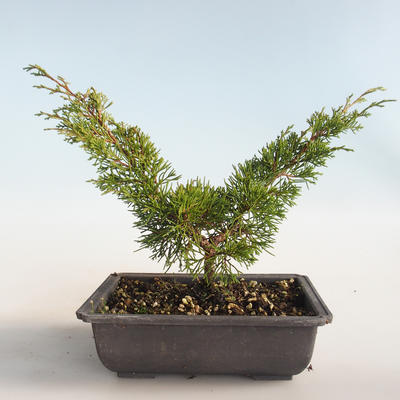 Venkovní bonsai - Juniperus chinensis Itoigava-Jalovec čínský VB2019-26893 - 2