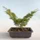 Venkovní bonsai - Juniperus chinensis Itoigava-Jalovec čínský VB2019-26893 - 2/3