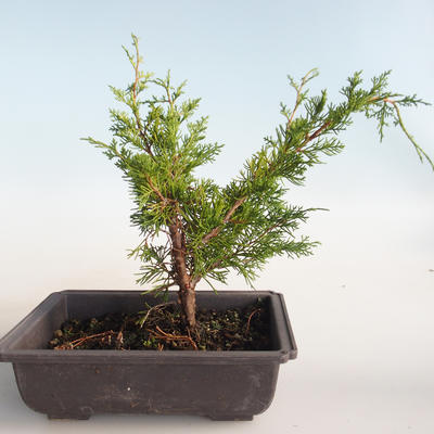 Venkovní bonsai - Juniperus chinensis Itoigava-Jalovec čínský VB2019-26896 - 2