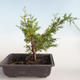 Venkovní bonsai - Juniperus chinensis Itoigava-Jalovec čínský VB2019-26896 - 2/3