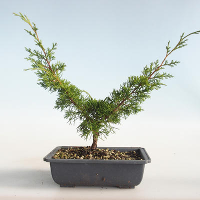 Venkovní bonsai - Juniperus chinensis Itoigava-Jalovec čínský VB2019-26898 - 2