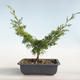 Venkovní bonsai - Juniperus chinensis Itoigava-Jalovec čínský VB2019-26898 - 2/3