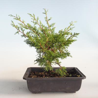 Venkovní bonsai - Juniperus chinensis Itoigava-Jalovec čínský VB2019-26899 - 2