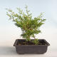 Venkovní bonsai - Juniperus chinensis Itoigava-Jalovec čínský VB2019-26899 - 2/3