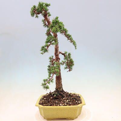 Venkovní bonsai - Cedrus Libani Brevifolia - Cedr zelený - 2