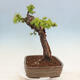 Venkovní bonsai -Larix decidua - Modřín opadavý - 2/7