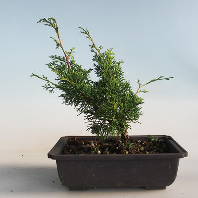 Venkovní bonsai - Juniperus chinensis Itoigava-Jalovec čínský VB2019-26905 - 2