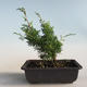 Venkovní bonsai - Juniperus chinensis Itoigava-Jalovec čínský VB2019-26905 - 2/3