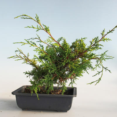 Venkovní bonsai - Juniperus chinensis Itoigava-Jalovec čínský VB2019-26907 - 2