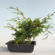 Venkovní bonsai - Juniperus chinensis Itoigava-Jalovec čínský VB2019-26907 - 2/3
