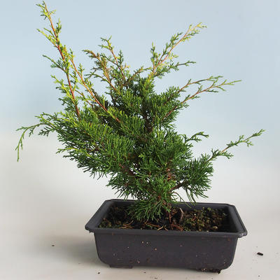 Venkovní bonsai - Juniperus chinensis Itoigava-Jalovec čínský VB2019-26913 - 2