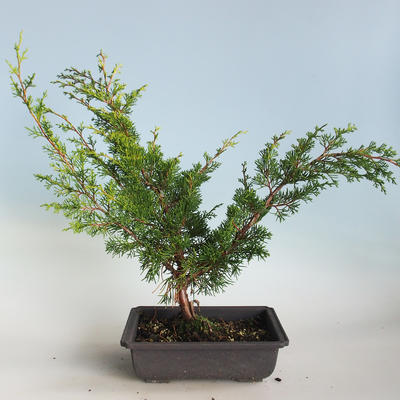 Venkovní bonsai - Juniperus chinensis Itoigava-Jalovec čínský VB2019-26914 - 2