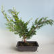Venkovní bonsai - Juniperus chinensis Itoigava-Jalovec čínský VB2019-26914 - 2/3