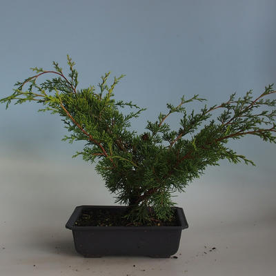 Venkovní bonsai - Juniperus chinensis Itoigava-Jalovec čínský VB2019-26918 - 2