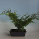 Venkovní bonsai - Juniperus chinensis Itoigava-Jalovec čínský VB2019-26918 - 2/3