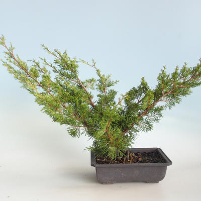 Venkovní bonsai - Juniperus chinensis Itoigava-Jalovec čínský VB2019-26922 - 2