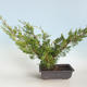 Venkovní bonsai - Juniperus chinensis Itoigava-Jalovec čínský VB2019-26922 - 2/3