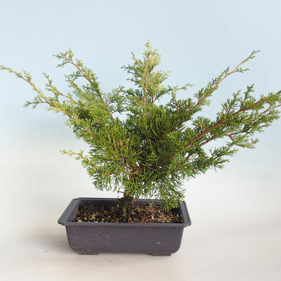 Venkovní bonsai - Juniperus chinensis Itoigava-Jalovec čínský VB2019-26923 - 2