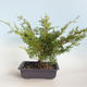 Venkovní bonsai - Juniperus chinensis Itoigava-Jalovec čínský VB2019-26923 - 2/3