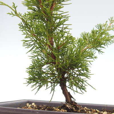 Venkovní bonsai - Juniperus chinensis Itoigawa-Jalovec čínský VB2019-26973 - 2