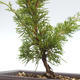Venkovní bonsai - Juniperus chinensis Itoigawa-Jalovec čínský VB2019-26973 - 2/2