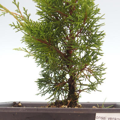 Venkovní bonsai - Juniperus chinensis Itoigawa-Jalovec čínský VB2019-26974 - 2