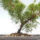 Venkovní bonsai - Juniperus chinensis Itoigawa-Jalovec čínský VB2019-26975 - 2/2