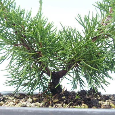Venkovní bonsai - Juniperus chinensis Itoigawa-Jalovec čínský VB2019-26976 - 2